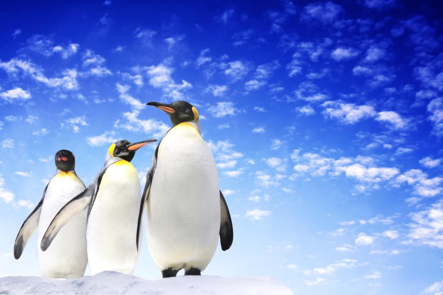 Another Google Penguin Update Has Arrived