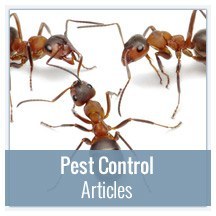 Pest Control Articles